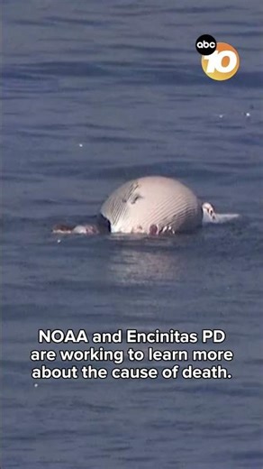 Dead whale found off San Elijo State Beach