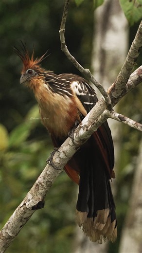 Hoatzin Bird sitting silently #bird #hoatzin #perched #tropical #forest #nature #wildlife HA58834 | HAWI Studios