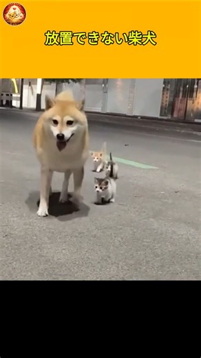 迷子の仔猫3匹を守る柴犬の姿に涙が止まらない…😭🐾