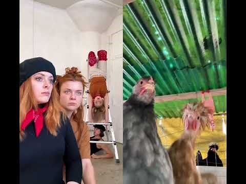 Chicken Club Compilation.