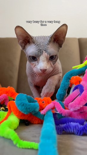 Marshall lost his first tooth so the tooth fairy came and brought him a gift! 🧚 #sphynx #hairlesscat #pets #reelsfb #kittens | Lindsey Kuzmin