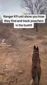 Ranger K9 unit show you how they track and find poachers in the bush!! #foryou #rangers #dogs #k9unit #patrol #bush #dangerous #poachers #wildlife #antipoaching #apu #wildlifeprotection #conservation #southafrica #viral #foryoupage #fyp #fy #reels #reelsfb #reelsvideo #reelsinstagram #reelsviral | Nick Duranty