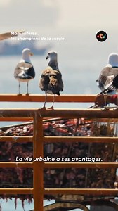 🦭 Au Chili, les otaries de Patagonie vont désormais se nourrir au marché au poisson ! Mais les chiens errants, très nombreux dans le pays, n’apprécient pas du tout ces intruses. Face à cet étrange animal sauvage, ils retrouvent leur instinct primitif et les invitent à retourner à la mer ! Retrouvez le documentaire « Mammifères, les champions de la survie » sur notre plateforme bit.ly/Mammiferes-LesChampions ! | France tv nature