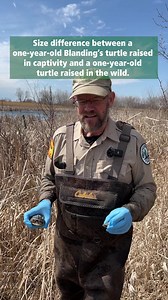 Same age, big size difference! Our head-start program allows endangered Blanding's turtles to grow at a much more rapid rate than wild turtles. #endangeredspecies #turtles #conservation #Illinois #Chicagoland | Forest Preserve District of DuPage County