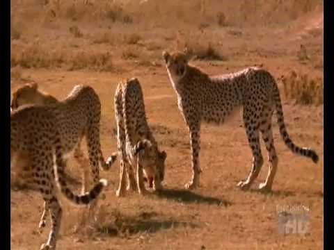 Leopard vs cheetahs vs hyena