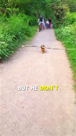 Tiny Dog Found the Biggest Stick Ever 🥹 #wholesome #animals #usa
