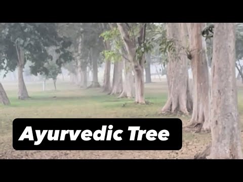 Ayurvedic Tree - Terminalia Arjuna - Medical tree of Sub - Continent #tree #nature 