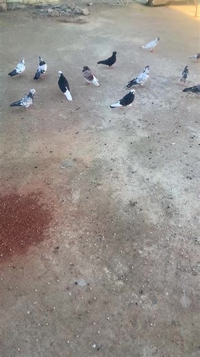 فيديوهات أنشأها تار كه لكجي (@abd.kashi) باستخدام الصوت الأصلي - تار كه لكجي