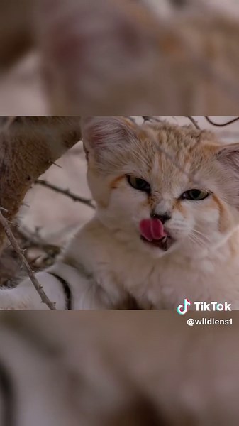 The Elusive Sand Cat of the Desert