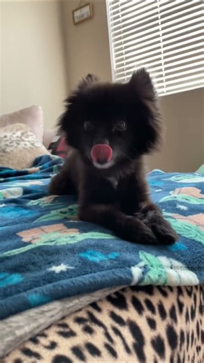 Dog on Bed: The Ultimate TikTok Comfort Video! #shorts