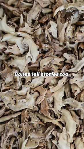 Bones can tell us a lot about how an animal lived.