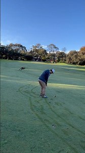 Golf Anglesea Golf Club #golfaustralia #melbourne #golf #victoria #greatoceanroad #kangaroo