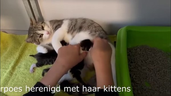 De kittens bij Gastgezin Chantal zijn herenigd met hun moeder. | Dierentehuis & Dierenambulance Louterbloemen
