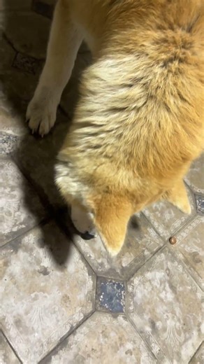 Aqlllik😂😅❤️ #youtubeshorts #theshibedoge #youtube #pets #shibenation #cute #shibai #puppy #shoyad