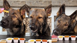 3.2M views · 28K reactions | German Shepherds Review Dipping Sauces  #dogs #germanshepherd | Jade the Sable GSD | Facebook