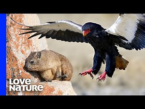 Deadly Eagles Pluck Rock Rabbits in Flight