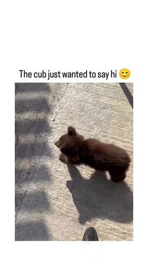 LIFE HACKS💡 on Instagram: "The video depicts a young brown bear cub cautiously approaching and playfully sniffing a small dog on a concrete patio, surrounded by relaxed onlookers, illustrating the cub's natural exploratory instincts in a semi-urban environment. Posted by @AnimalGeoLife , a dedicated nature account, the clip amassed over 5,900 likes in under a day, underscoring widespread appeal for wholesome interspecies encounters that humanise wildlife. Research on Ursus arctos cubs, includin