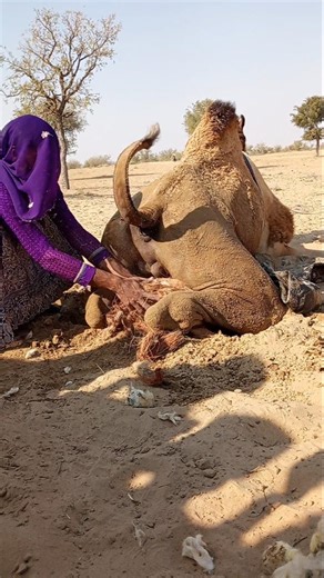 في القرية الصحراوية فتاة وجملها يتشاركان الصبر والرعاية 🐪🌾✨