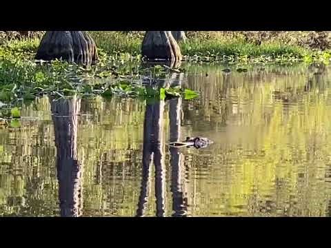 Alligator submerging in the Okefenokee Swamp National Wildlife Refuge, Georgia