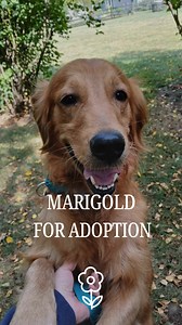Golden Retriever Rescue Resource, Inc. on Reels