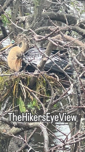 Check out the cool blue green colors around the female anhinga’s eyes in breeding season as she tidies her nest and gets ready for the miracle of life at Wakodahatchee Wetlands. #nature #wildlife #naturelovers #birds #anhinga | Kenneth Friedman