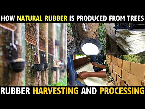 How Natural Rubber Produced From Trees | Rubber Production Process | Rubber Harvesting & Processing