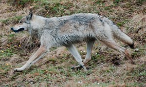 Interior Alaskan wolf - Wikipedia Republished // WIKI 2