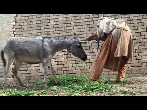 Unexpected Donkey Reaction 🐴😲 | Real Village Life Animal Video