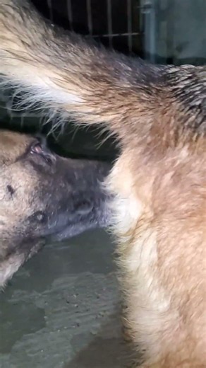 #germanshepherd #puppy #malinois #motivation #viral #shortvideo #live #animals