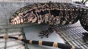 Invasive tegu lizards' growing population threatens Florida native species