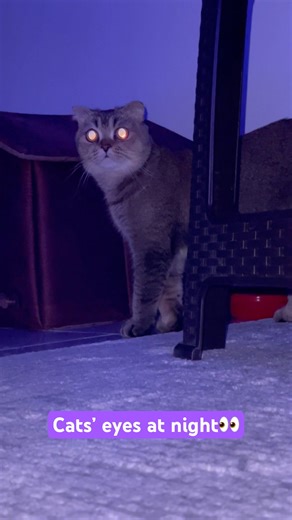Glowing Cat Eyes at Night 😻✨ | Amazing Night Vision of Cats🐈‍⬛🐈