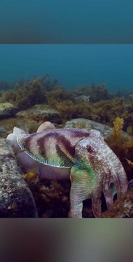 Giant Australian Cuttlefish Changing Color