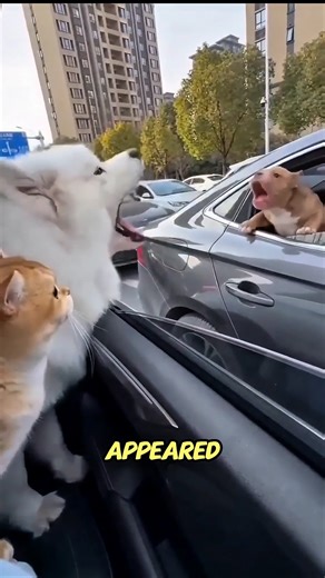 The grate dogs war.🐶🦮