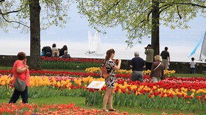2025:Visit the Free Morges Tulip Festival on Lake Geneva