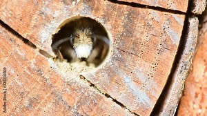 Male mason bee (Osmia cornuta) a solitary wild species hatching from its cavity nest in early spring.
