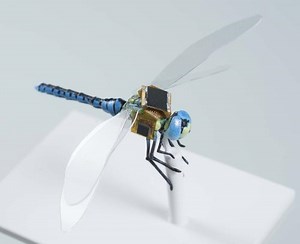 Dragonfly Surveillance Cyborg Could Aid Pollination