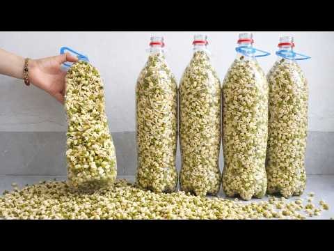 Grow Fat, Crunchy Bean Sprouts at Home | Plastic Bottle Method