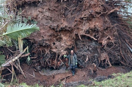 263 trees lost at iconic Garden Route golf course during storm
