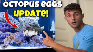 Update on my OCTOPUS EGGS!