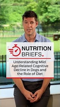 Nutrition Briefs - Understanding Mild Age-Related Cognitive Decline in Dogs and the Role of Diet