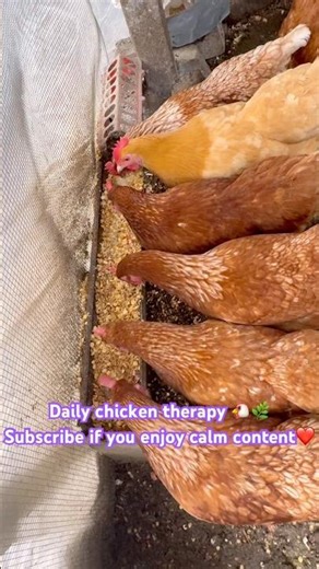 This sound is addictive… 🐔🎧 #backyardchickens #chickens #chickencam