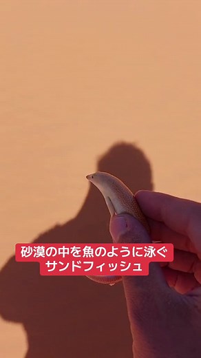 サンドフィッシュの驚くべき生態を探る