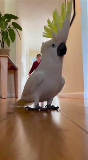 10 Joyful Dance Moves on Wooden Floors