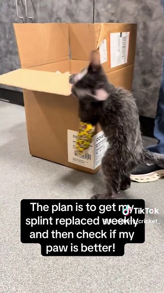 Rickety Crickety's Life Update with Chicken Splint