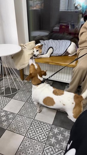 Adorable Dogs Playing in Sweaters