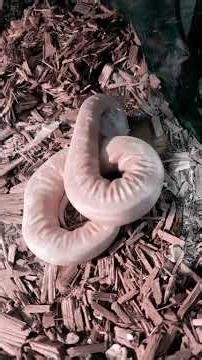 Omg go watch now Albino ball python mice feeding 😱‼️‼️‼️
