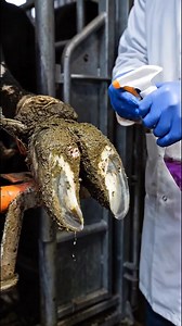 Cow Hoof Cleaning Process: How to Remove Mud & Infection Safely
