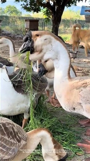 Lionhead goose: currently the largest goose breed in the world.