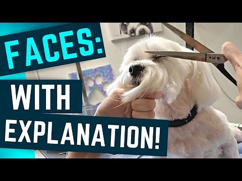 How To Groom A Dog's Face - Instruction About Beard, Top of Head, Over Eyes, Snout, Etc.