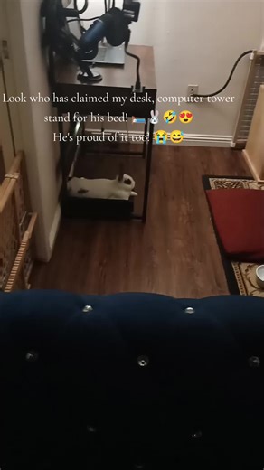 Part 1: Lepus has claimed his spot- my desk, computer tower! Silly boy! 🛏️🤣🐰😅🥰 #computertower#towerstand#rabbitsoftiktok#humortiktok#lepus